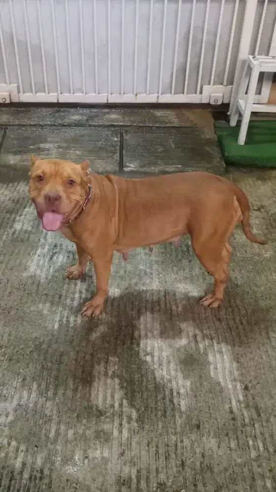 ANJING PITBULL APBT BETINA RED NOSE