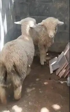 sepasang anakan cempe domba merino 4 bln murmer jinak ekonomisan lucu2