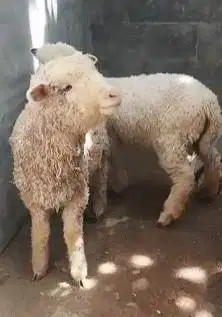 sepasang anakan cempe domba merino 4 bln murmer jinak ekonomisan lucu2