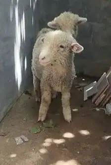 sepasang anakan cempe domba merino 4 bln murmer jinak ekonomisan lucu2