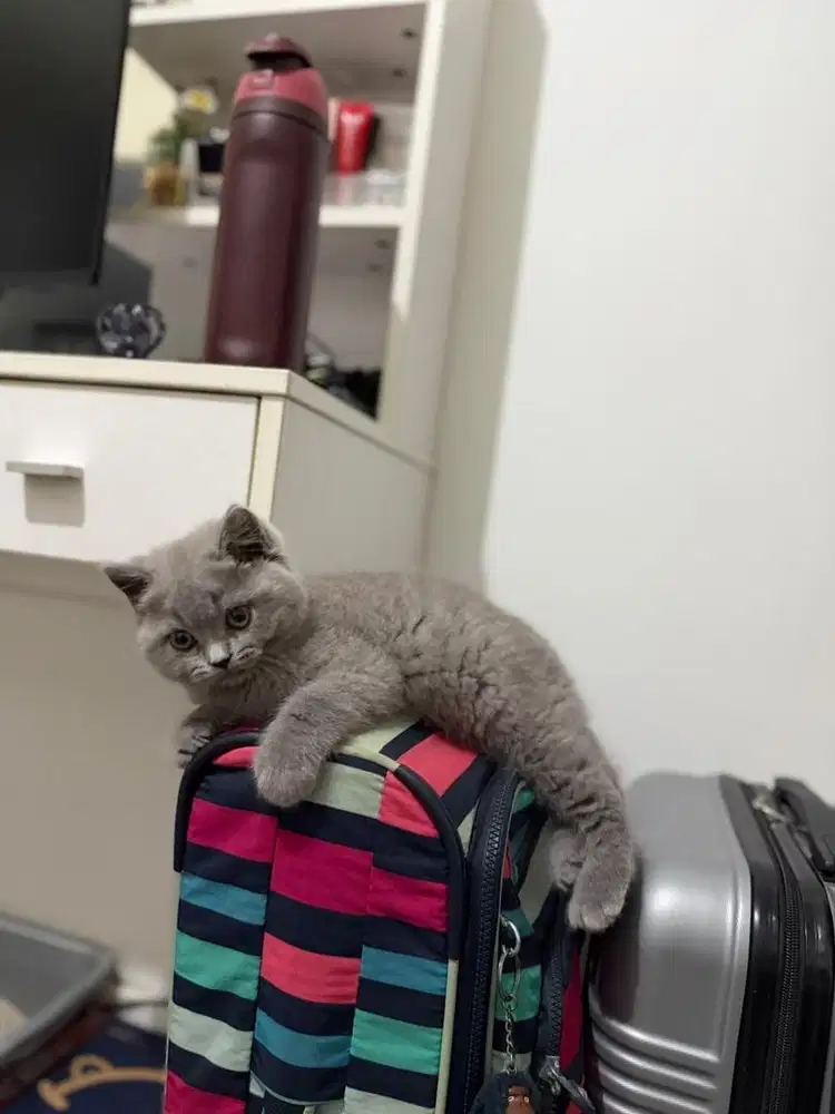 Kucing British Short Hair (BSH)