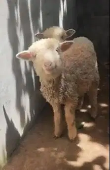 sepasang anakan domba merino murmer 4 bln jinak exotik lucu ekonomisan