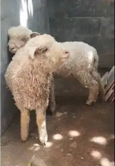 sepasang anakan cempe domba merino ekonomisan 4 bln jinak lucu gemesin