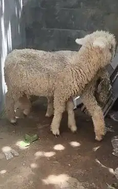 sepasang anakan cempe domba merino ekonomisan 4 bln jinak lucu gemesin