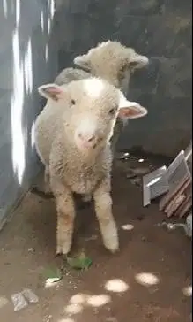 sepasang anakan cempe domba merino ekonomisan 4 bln jinak lucu gemesin