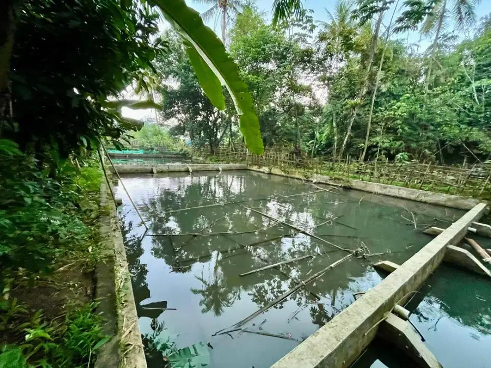 Lahan Pemancingan di Tanah Sereal Bogor, 200 Meter dari Pintu Toll BORR
