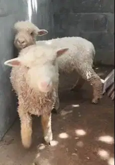 sepasang cempe anakan domba merino 4 bln ekonomisan unik exotik gemes2