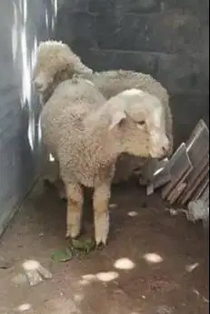 sepasang cempe anakan domba merino 4 bln ekonomisan unik exotik gemes2