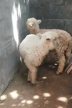 sepasang cempe anakan domba merino 4 bln ekonomisan unik exotik gemes2