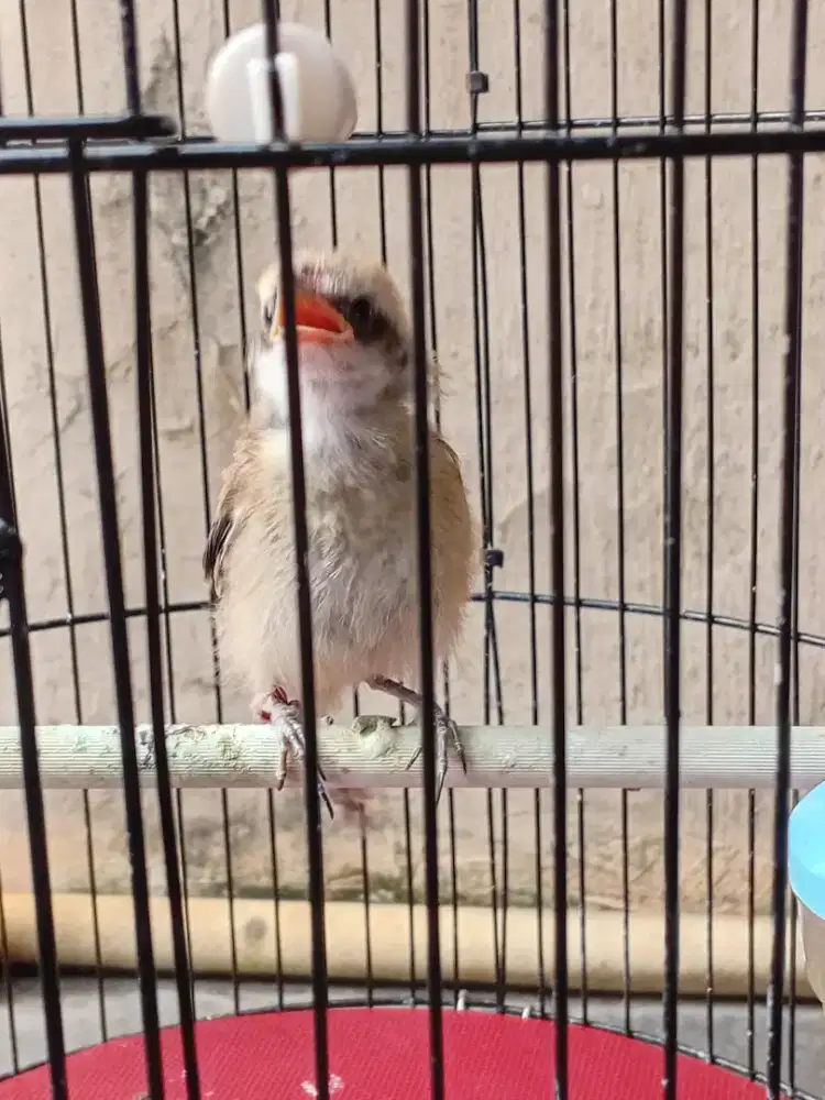 Lolohan pentet jawa timur