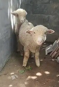 sepasang anakan cempe domba merino ekonomisan 4 bln jinak lucu gemesin