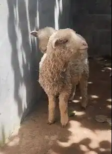 sepasang anakan cempe domba merino ekonomisan 4 bln jinak lucu gemesin