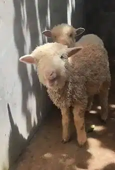 sepasang anakan cempe domba merino ekonomisan 4 bln jinak lucu gemesin