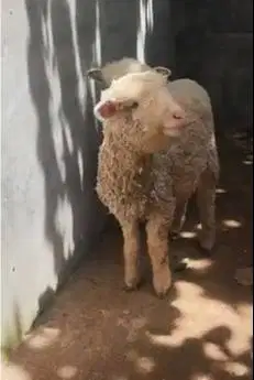 sepasang cempe bibit domba merino 4 bln jinak lucu ekonomisan gemesin