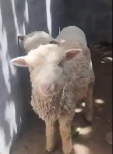 sepasang cempe bibit domba merino 4 bln jinak lucu ekonomisan gemesin