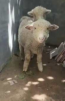 sepasang cempe bibit domba merino 4 bln jinak lucu ekonomisan gemesin