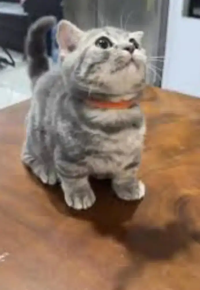 Munchkin BSH Bicolor Blue tabby Female