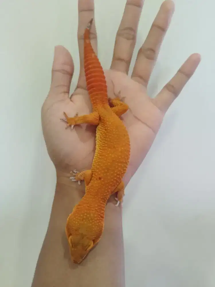 Gecko Super Giant SHTCTB