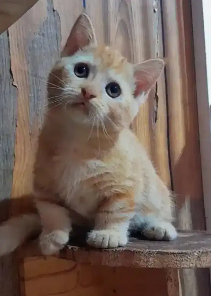 Munchkin BSH Red Tabby Male