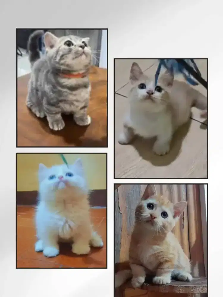 Munchkin BSH Jantan dan Betina