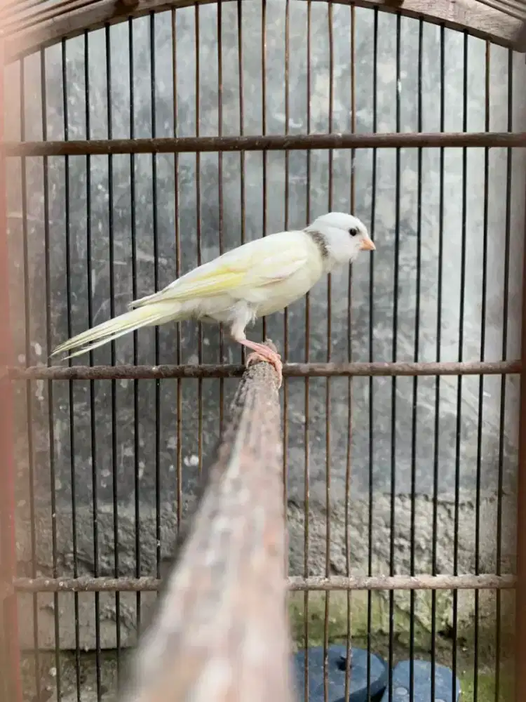 Kenari paud Afsf putih PROSPEK WIKSAR RAJIN