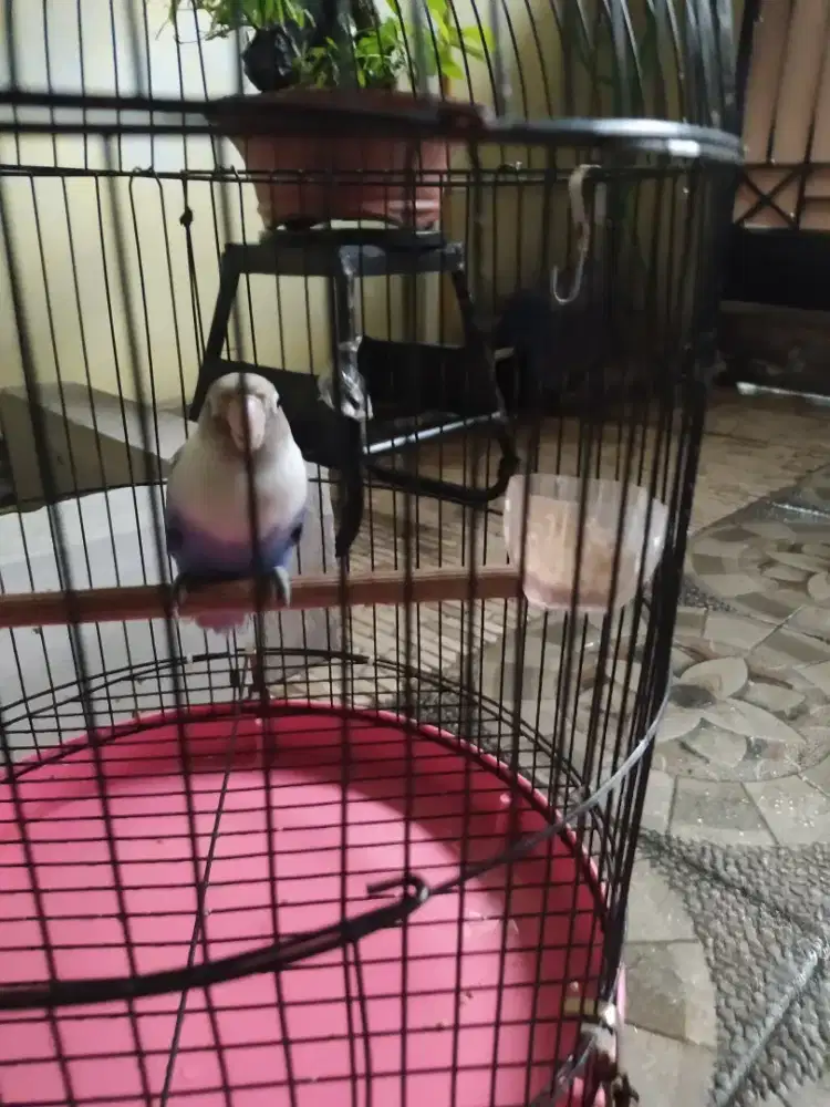 Love bird full set jual cepat saja