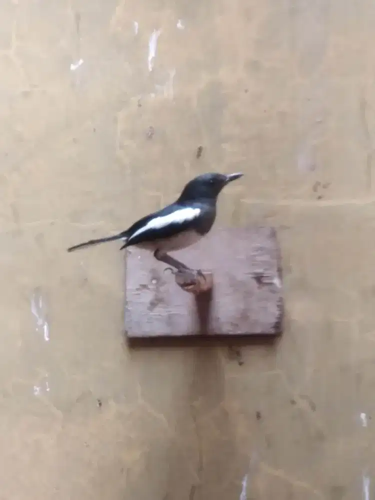 Burung Kacer betina cocok untuk diternakkan