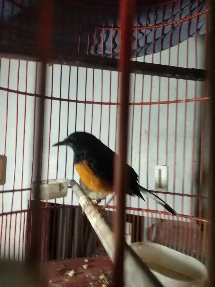 Murai batu pastol jantan.