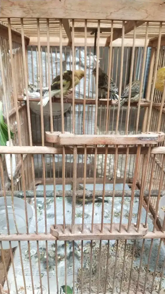 Kenari babon bawa anak 5