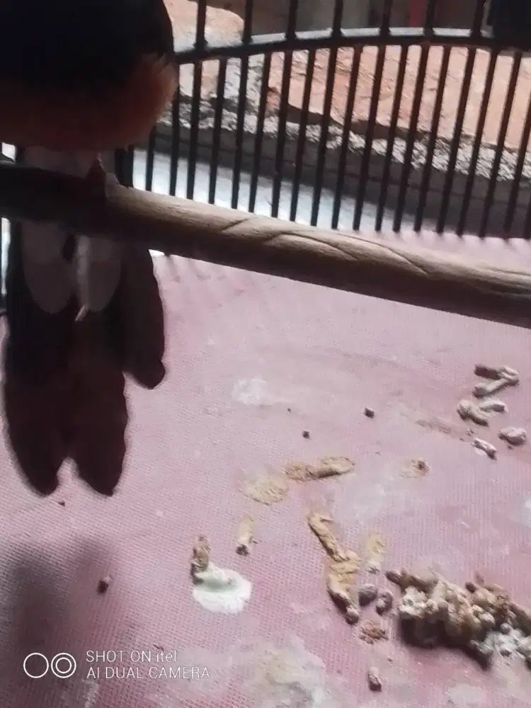 Jual burung murai gacor