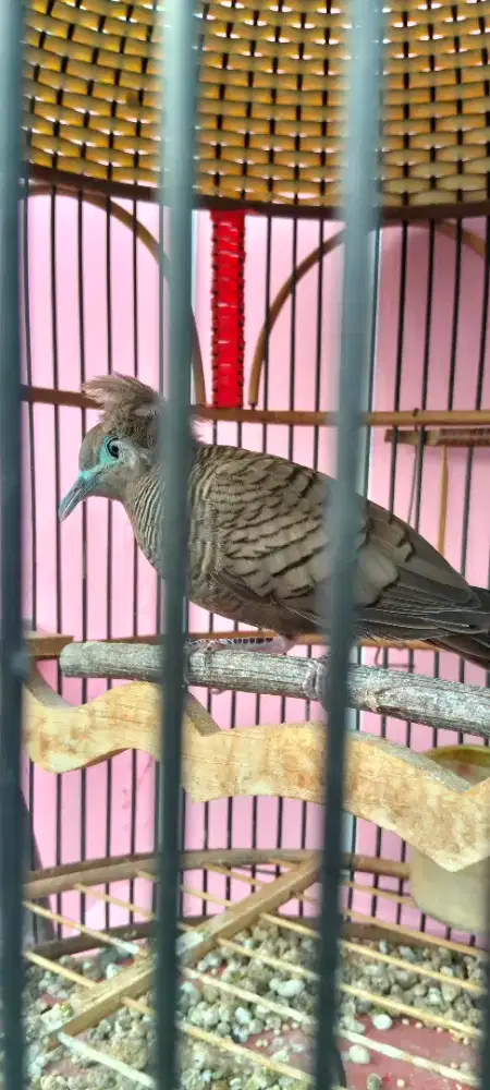 Jual burung perkutut cemani jambul gacor murah meriah