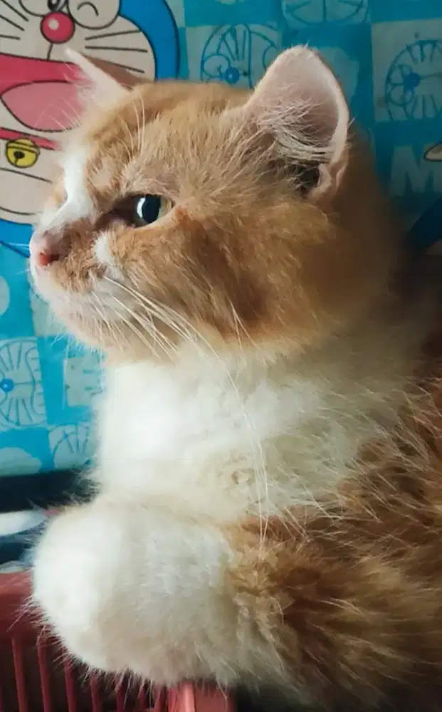 Kucing Betina dewasa INDUKAN