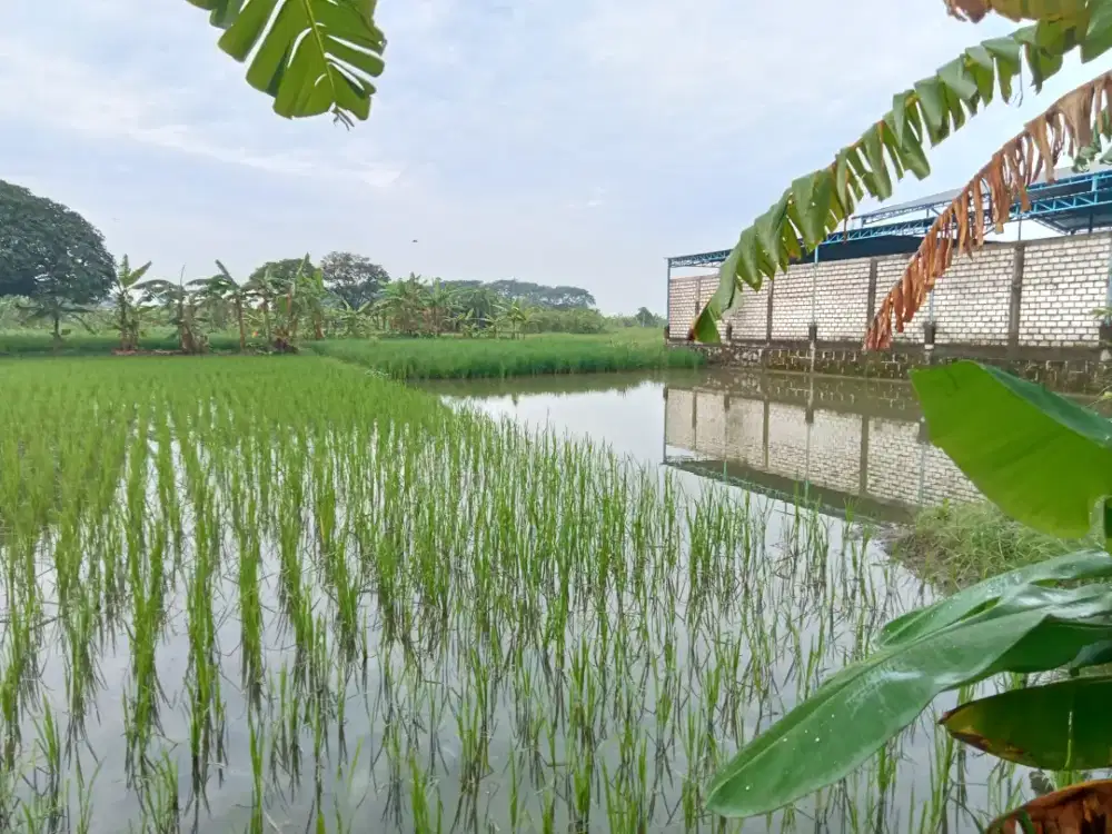 Dijual Tanah Sawah Startegis