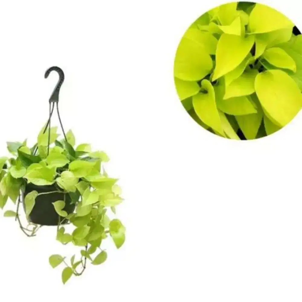 Lowongan kerja Toko tanaman hias