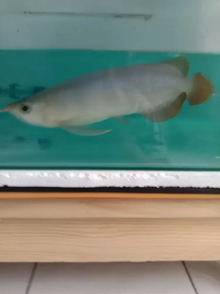 Jual arwana super red 20cm