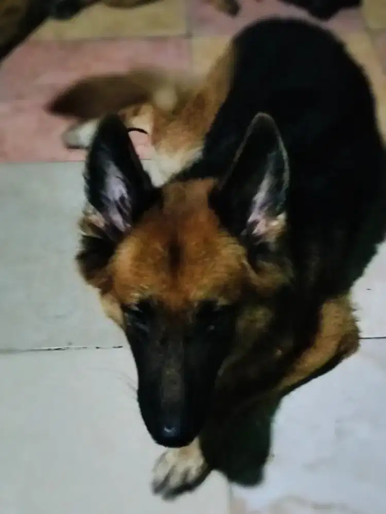 Peranakan Herder/ GSD Betina