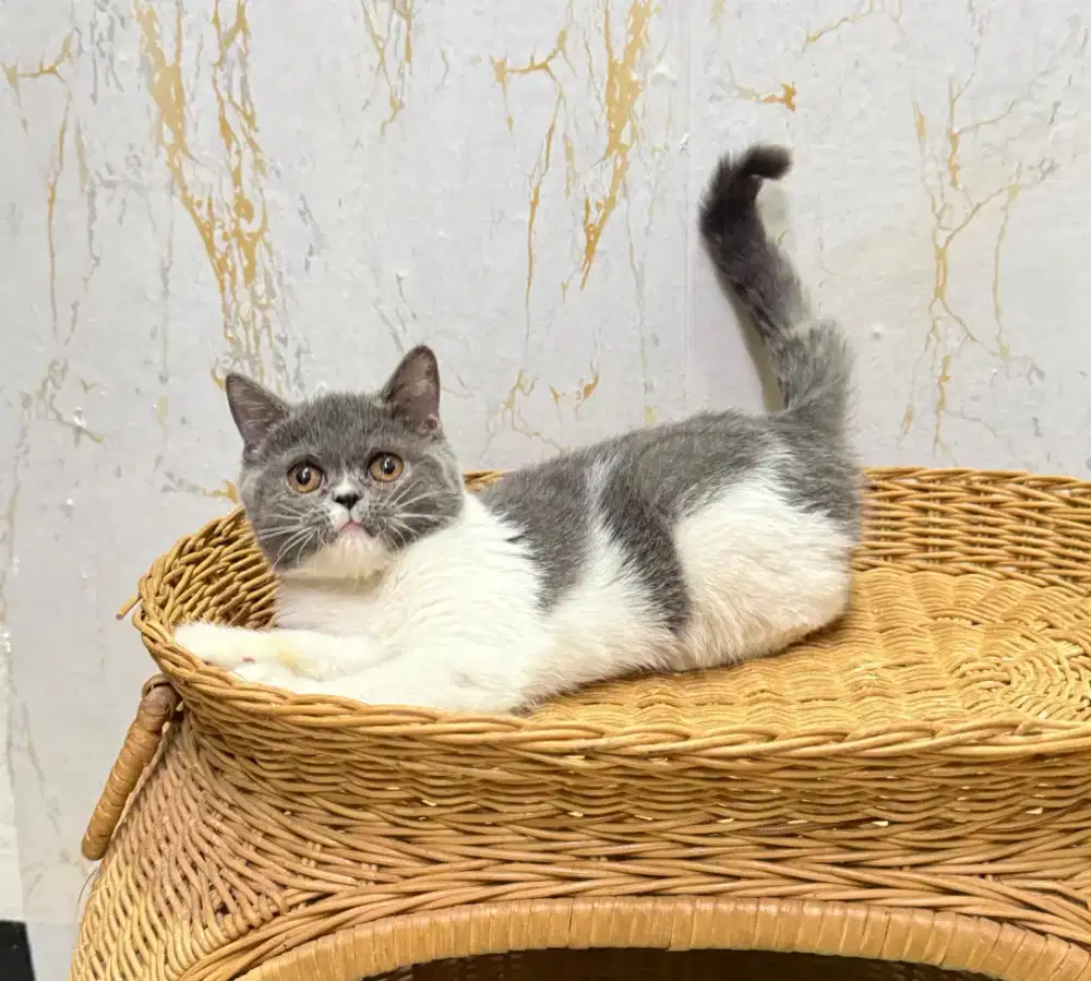 Kucing british shorthair