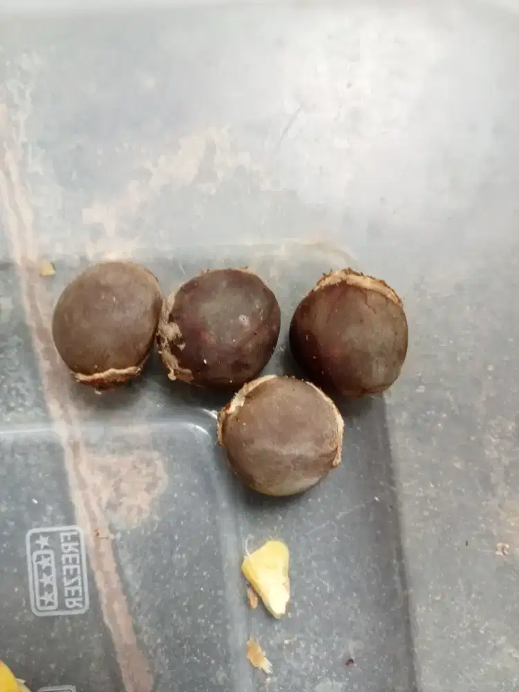 Bibit biji Tanaman Betadine