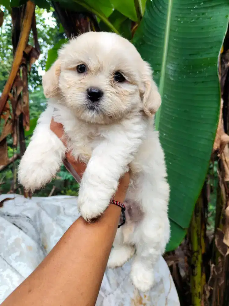 Anakan anjing ras mix