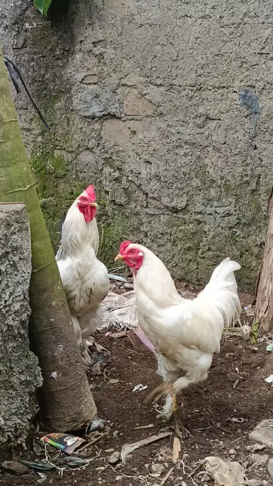 Ayam Arab Unggul, Siap Berproduksi!