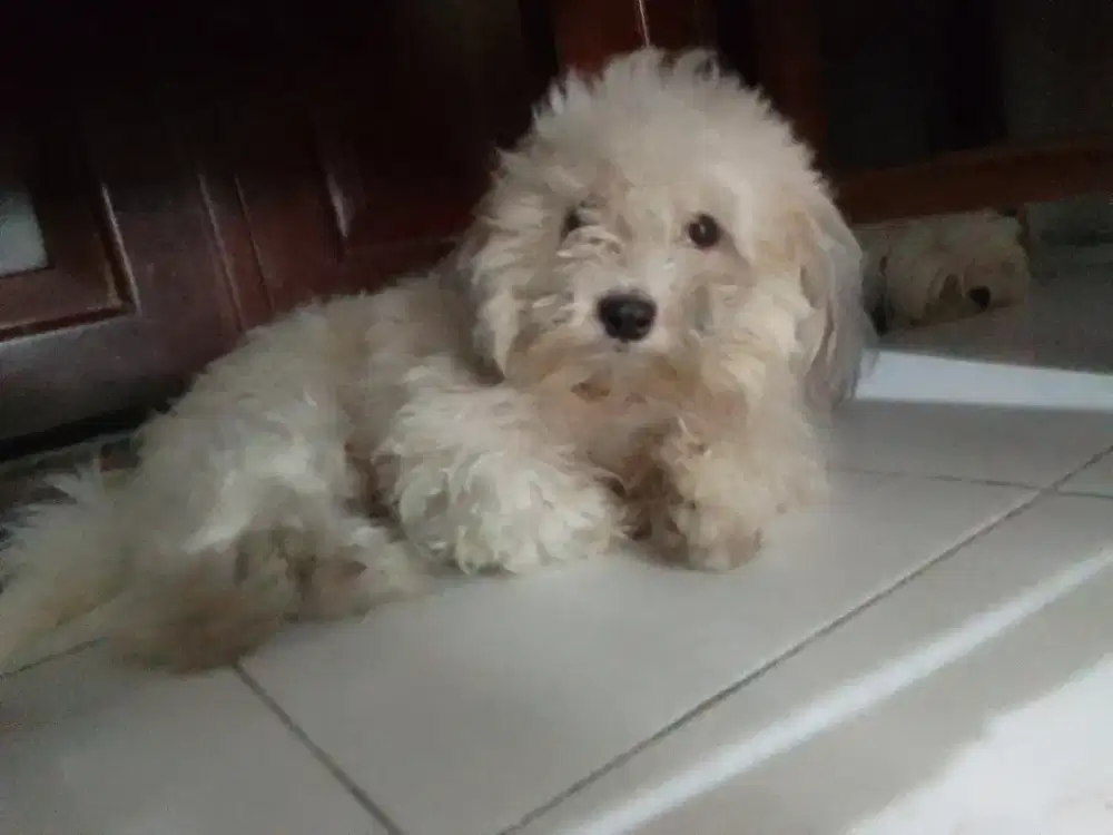 Jual anjing Shih Tzu indukan