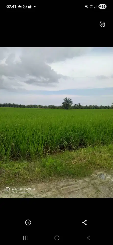Dijual Sawah Rp.15