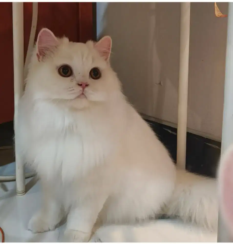 British long hair white solid, pedigree, proven. Bloodline import