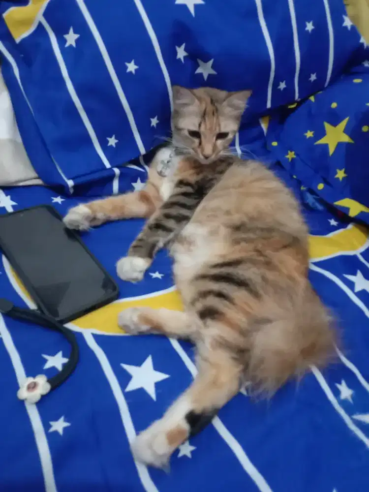 open adopt kucing memey