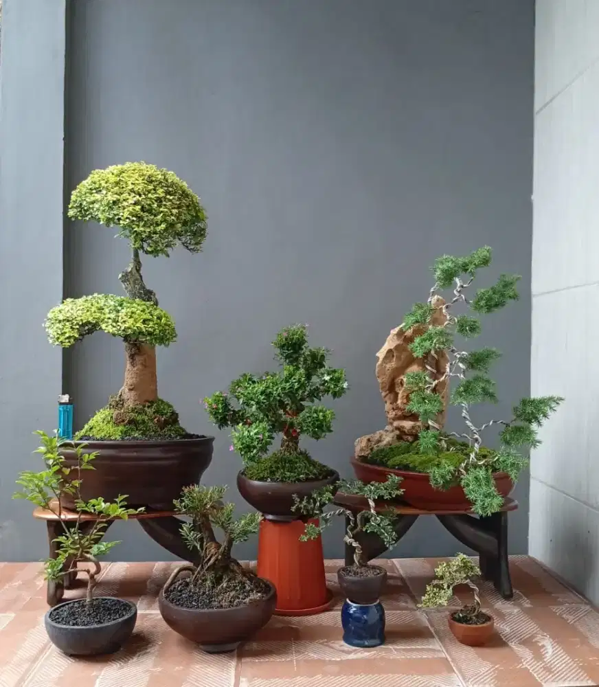 Borong murah mini bonsai 7 pot