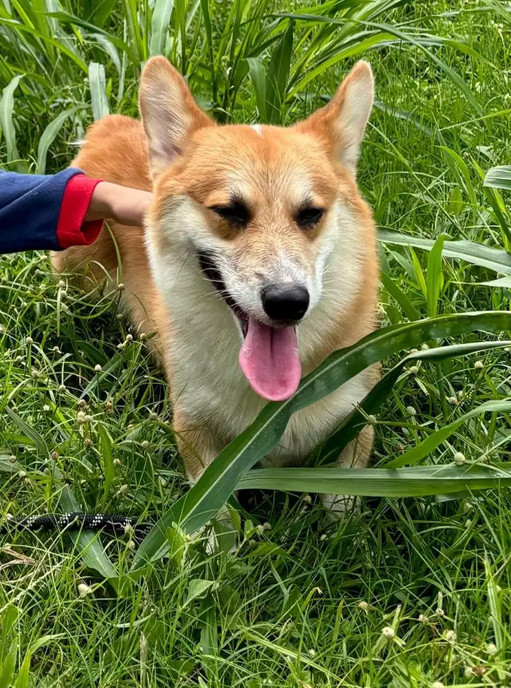 Anjing corgi surat lengkap