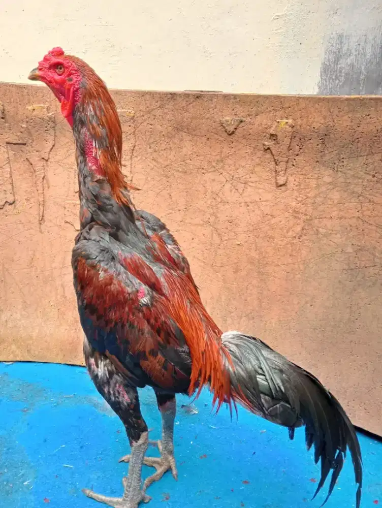 Ayam Bangkok Silangan mangon Jalu teplek