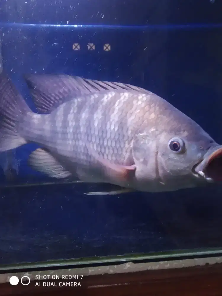 Dijual ikan golsomnila (besar).