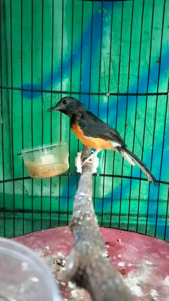 Murai Batu Medan Jantan Blorok Split Panda Ekor Panjang Rajin Bunyi