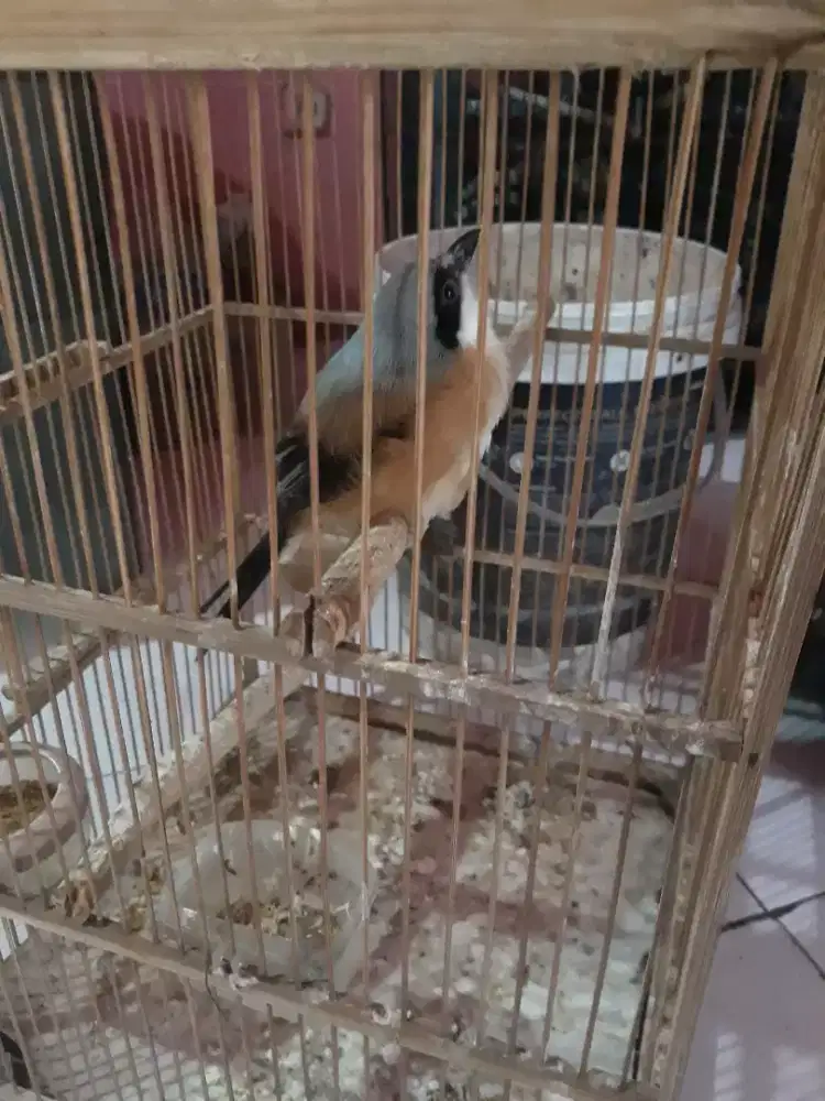 toed atau cendet rawatan bunyi